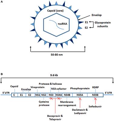 Impact of Hepatitis C Virus Infection of Peripheral Blood Mononuclear Cells on the Immune System